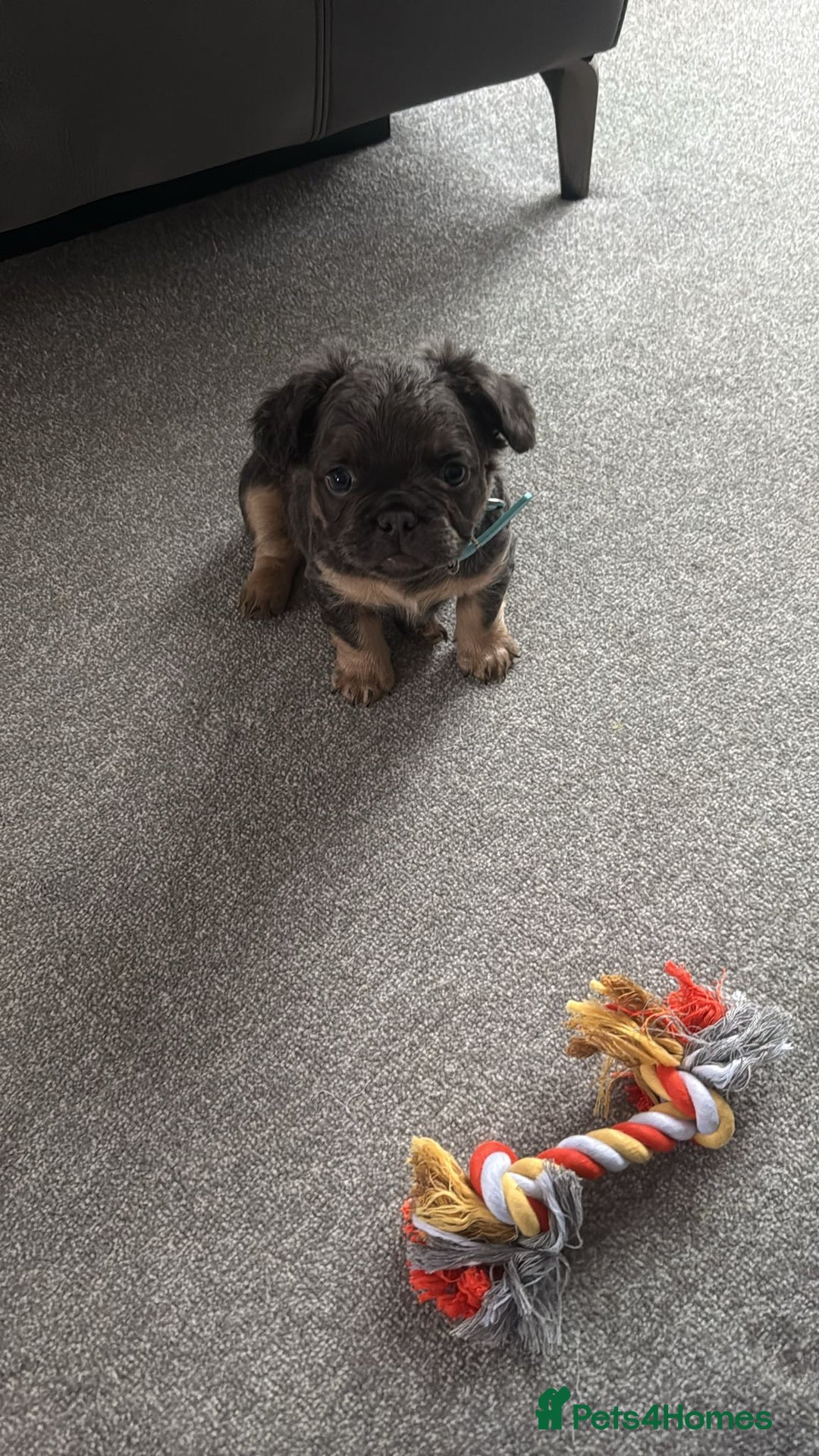 French Bulldog dogs for sale: One pink male french bulldog left  - Advert 31