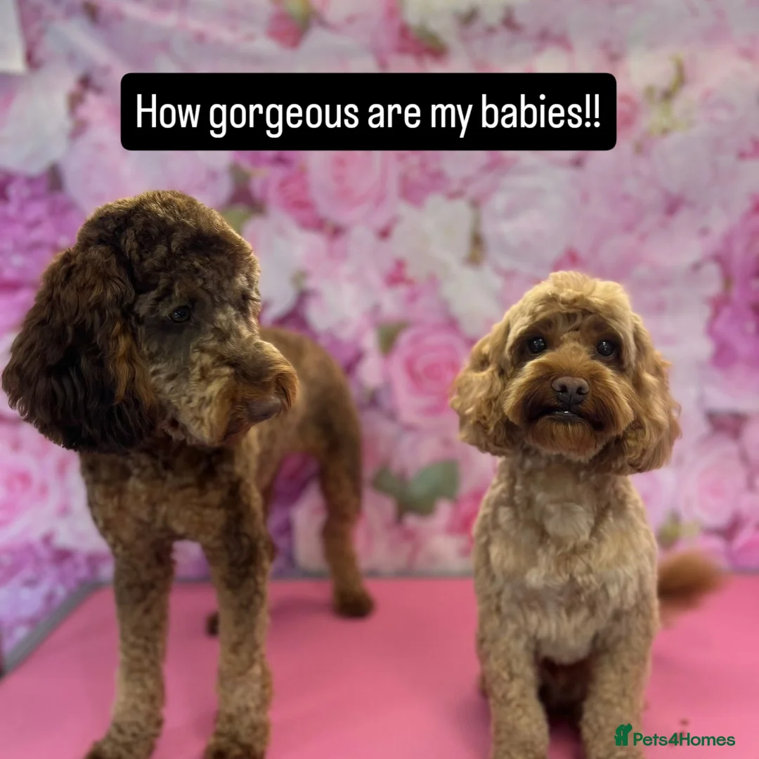 Cockapoo dogs for sale: 7 absolutely adorable cockapoo pups!  - Advert 1