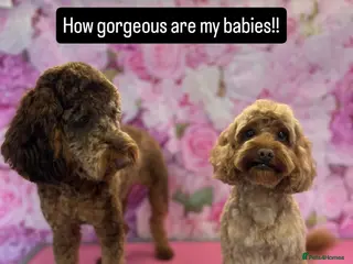Cockapoo dogs 7 absolutely adorable cockapoo pups! - Advert 1