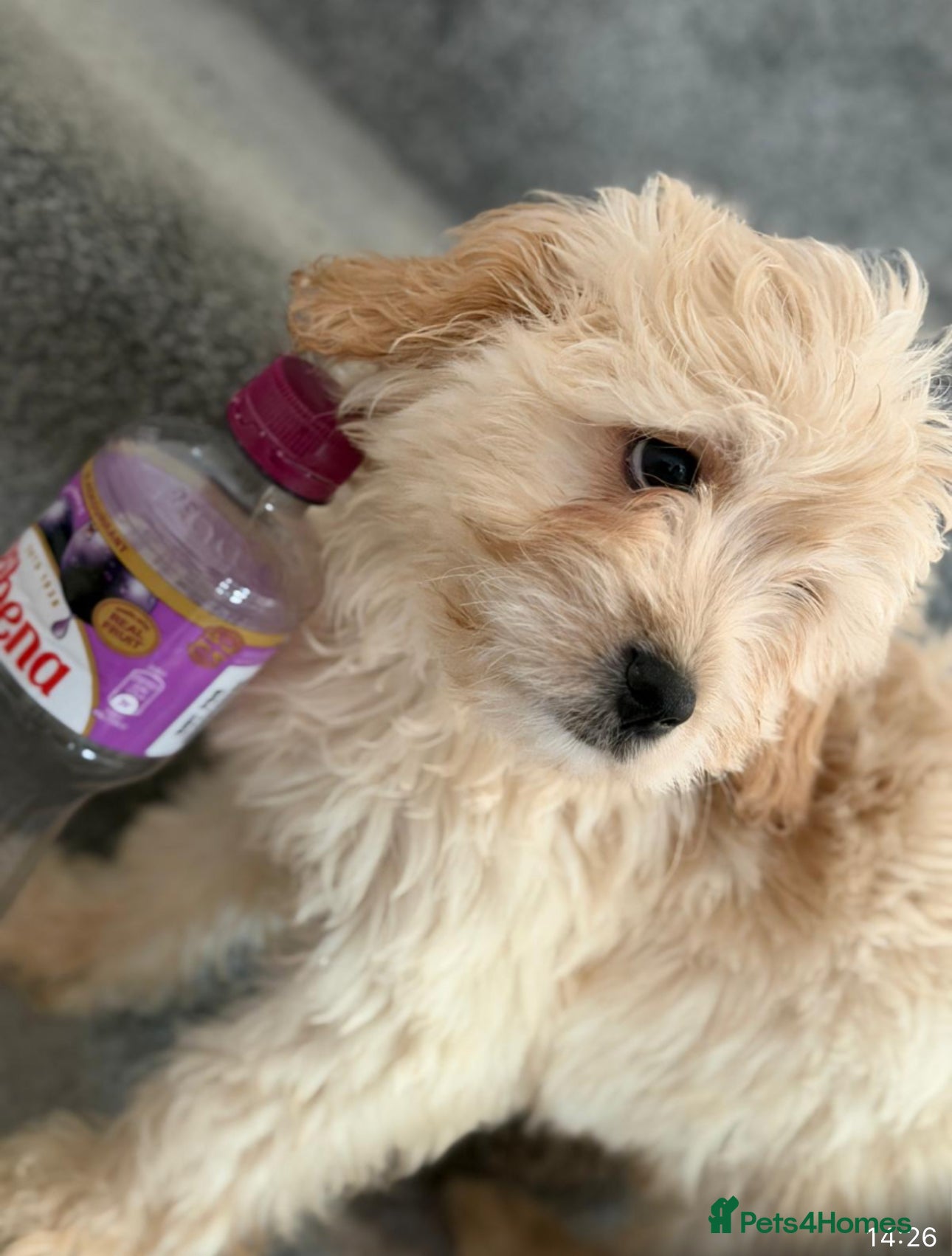 Mixed Breed dogs 🐾 Adorable Puppies Ready for Forever Homes 🐾 - Advert 1