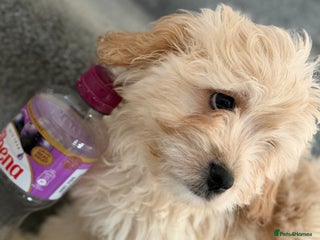 Mixed Breed dogs 🐾 Adorable Puppies Ready for Forever Homes 🐾 - Advert 1