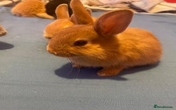 Netherland Dwarf rabbits for sale: Beautiful baby bunnies for sale  - Image 2