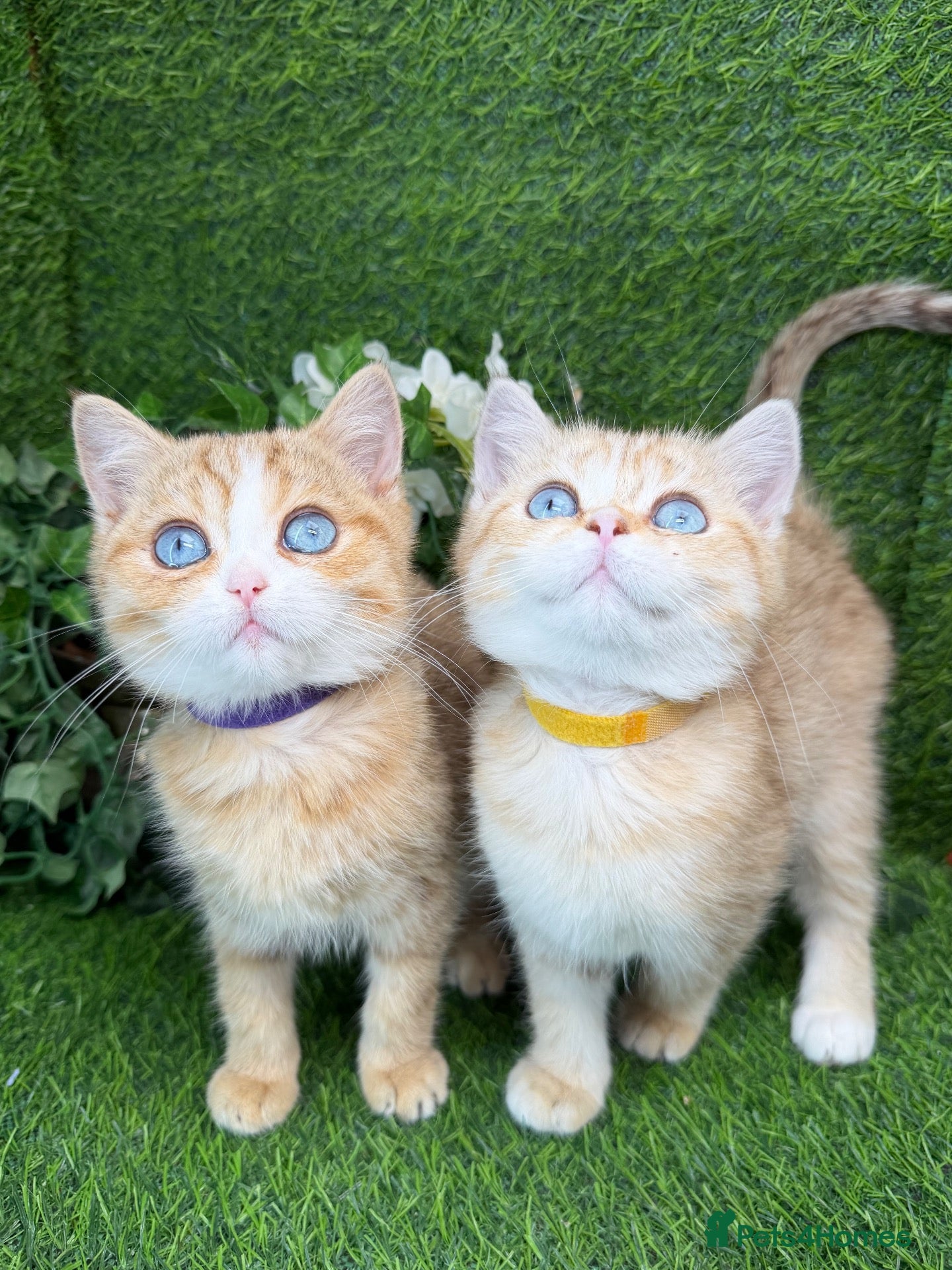 British Shorthair cats British Shorthair blue eyed adorable kittens GCCF  - Advert 3