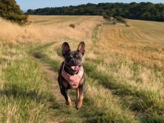 French Bulldog dogs Stunning kc reg French bulldog - Advert 4
