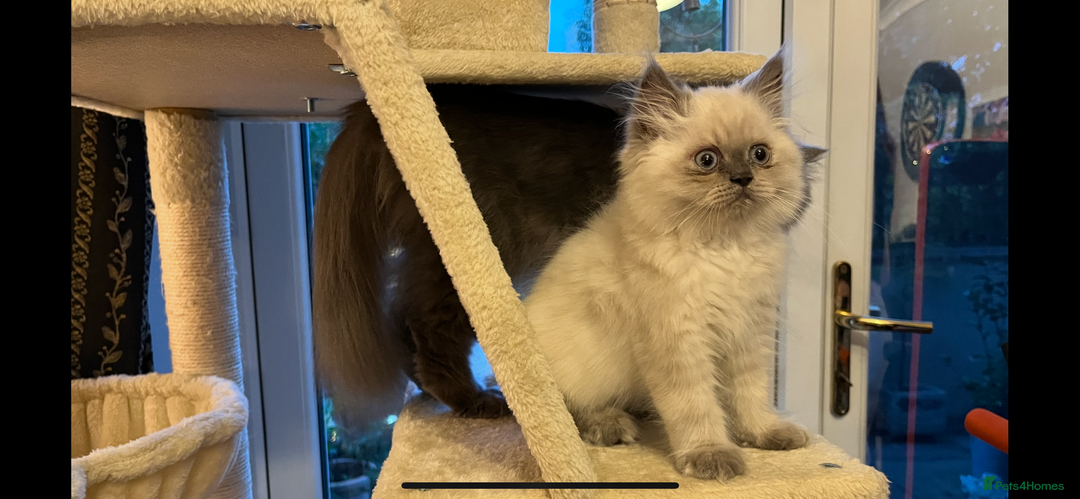 Persian cats for sale: Ready Now 2 Boys/1 Girl Persian Fluff Monsters - Image 20
