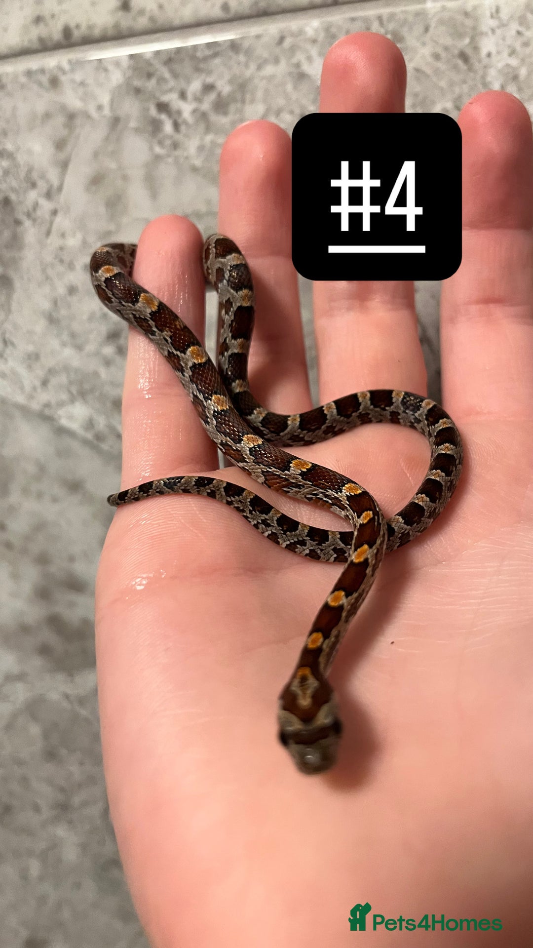 Corn Snake reptiles for sale: eight corn snakes hatchlings ready to be bought ! - Image 5