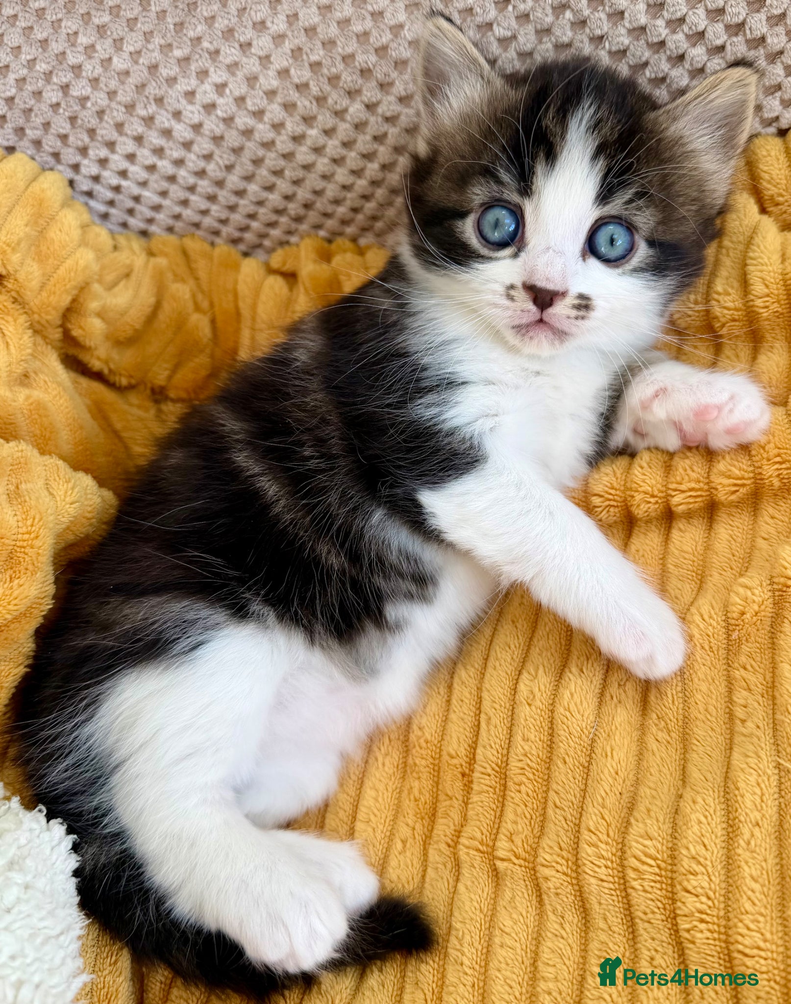 Mixed Breed cats for sale: Gorgeous, lovely Tabby kittens looking for home💕 - Advert 5