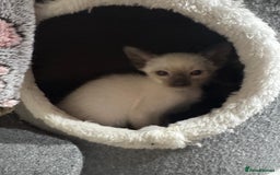 Siamese cats for sale: 6 cute Siamese kittens available  - Image 16