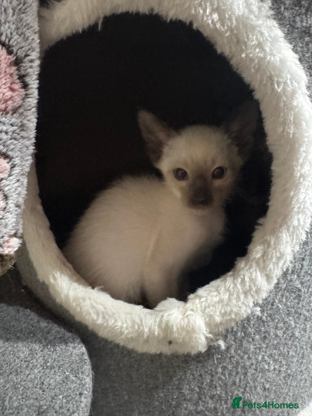 Siamese cats for sale: 6 cute Siamese kittens available  - Image 16