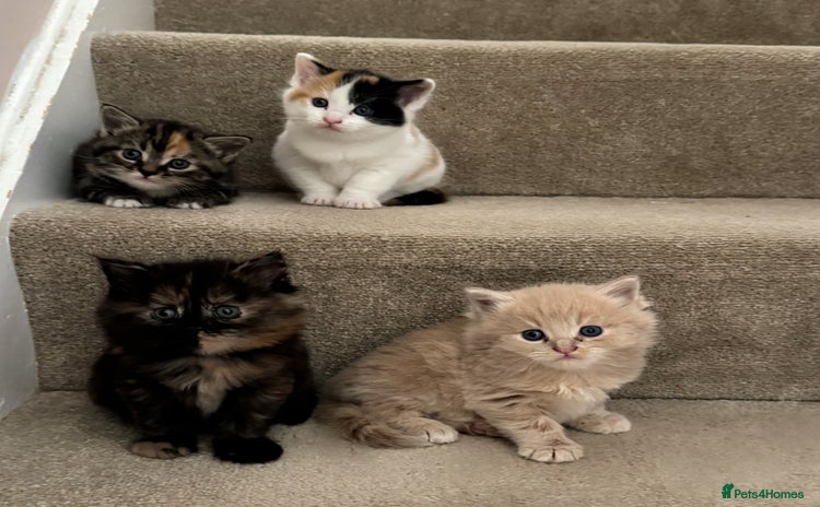 Turkish Angora cats - Advert 15