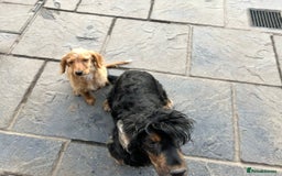 Cocker Spaniel dogs for sale: Beautiful Daisy looking for a forever home - Image 4