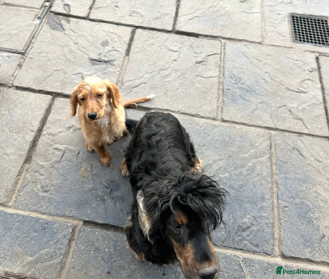 Cocker Spaniel dogs for sale: Beautiful Daisy looking for a forever home - Image 4