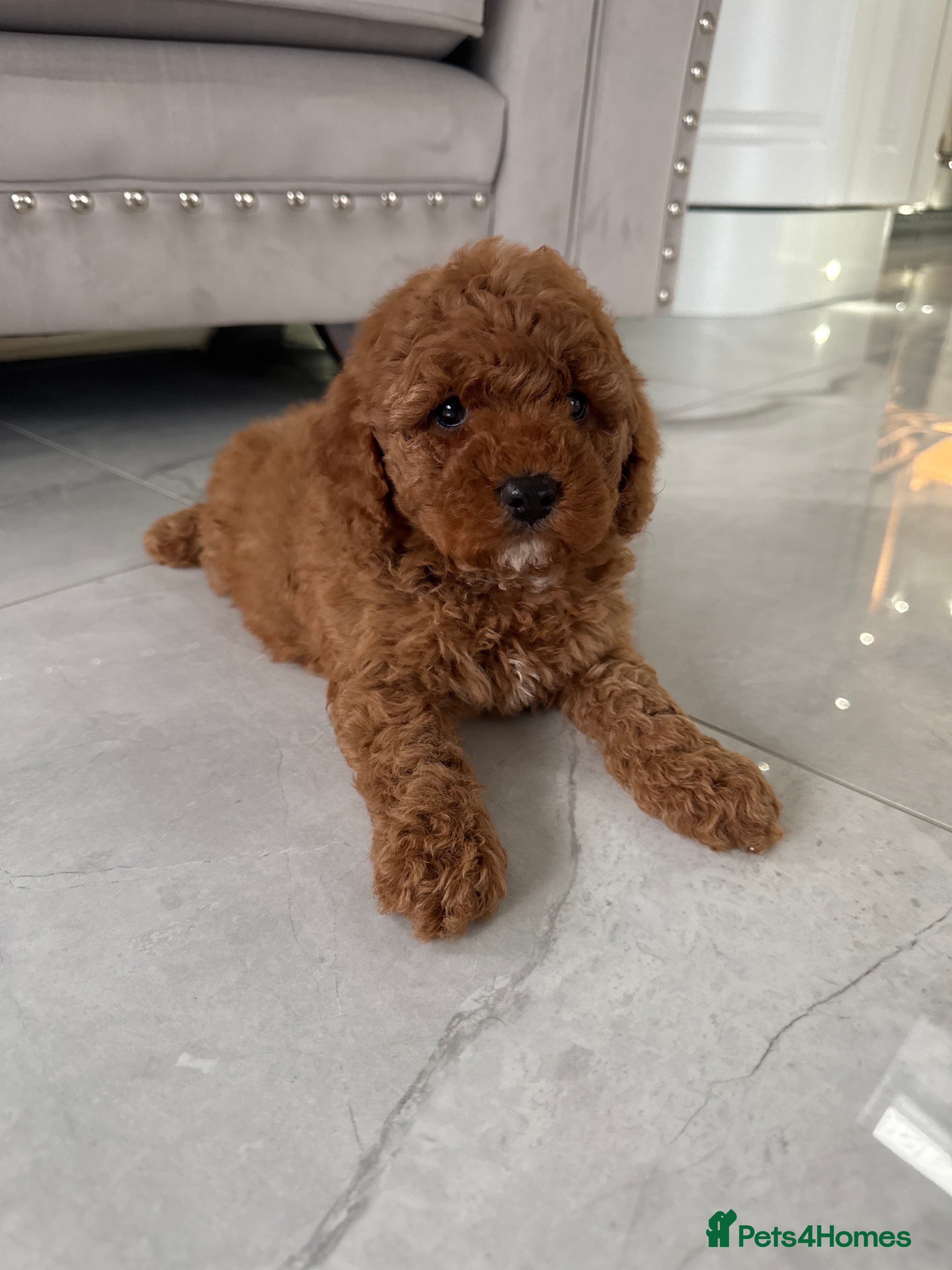 Cockapoo dogs 1 left Stunning F1b Cockerpoo puppys✨ - Advert 9