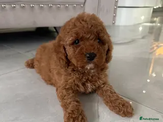 Cockapoo dogs 1 left Stunning F1b Cockerpoo puppys✨ - Advert 9