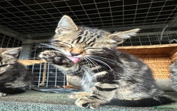 Bengal cats for sale: Beautiful part bred bengal kittens  - Image 5