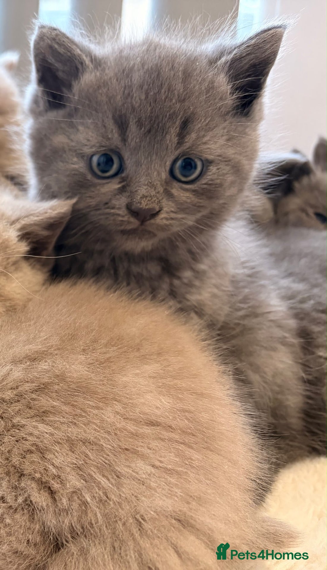 British Shorthair cats for sale: British shorthair kittens. - Advert 11