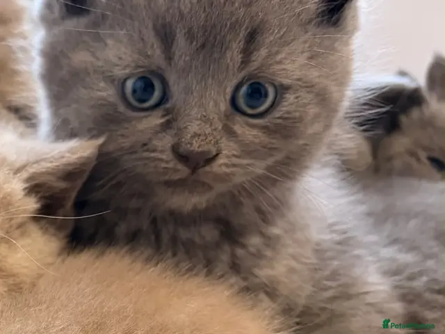 British Shorthair cats for sale: British shorthair kittens. - Advert 11