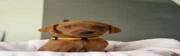 Labrador Retriever dogs for sale: Dark Fox Red Labrador Puppies – Exceptional Lines - Advert 23