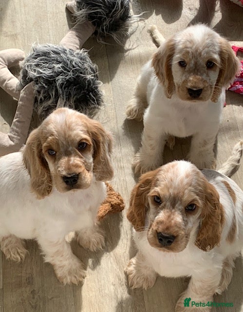 Cocker Spaniel dogs READY TO GO KC REG SHOW TYPE COCKERS - Advert 8