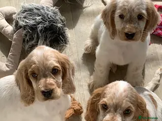 Cocker Spaniel dogs READY TO GO KC REG SHOW TYPE COCKERS - Advert 8