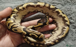 Python Snake reptiles for sale: Male yellow belly het pied - Image 4