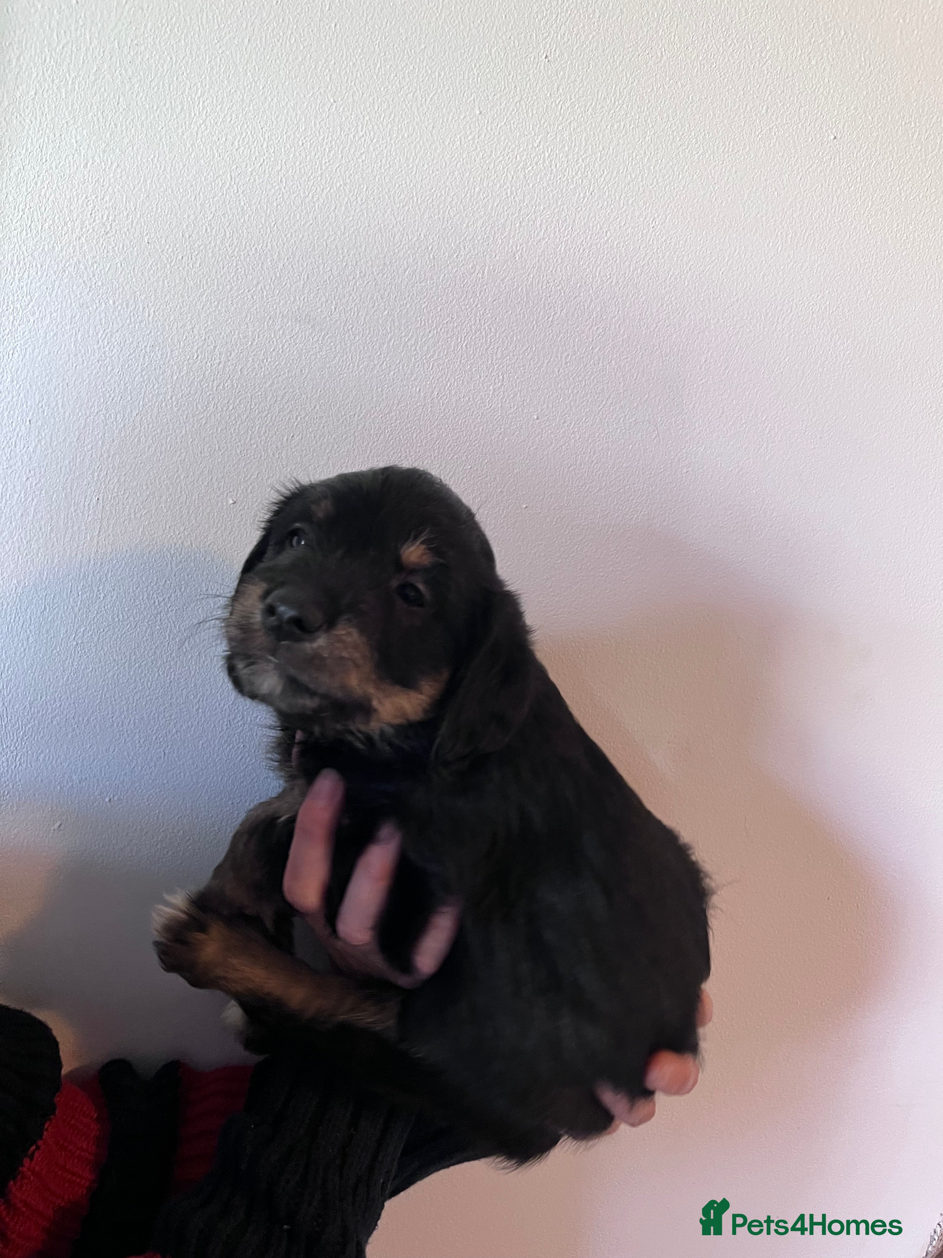 Mixed Breed dogs Delightful Double Doodles  - Advert 2