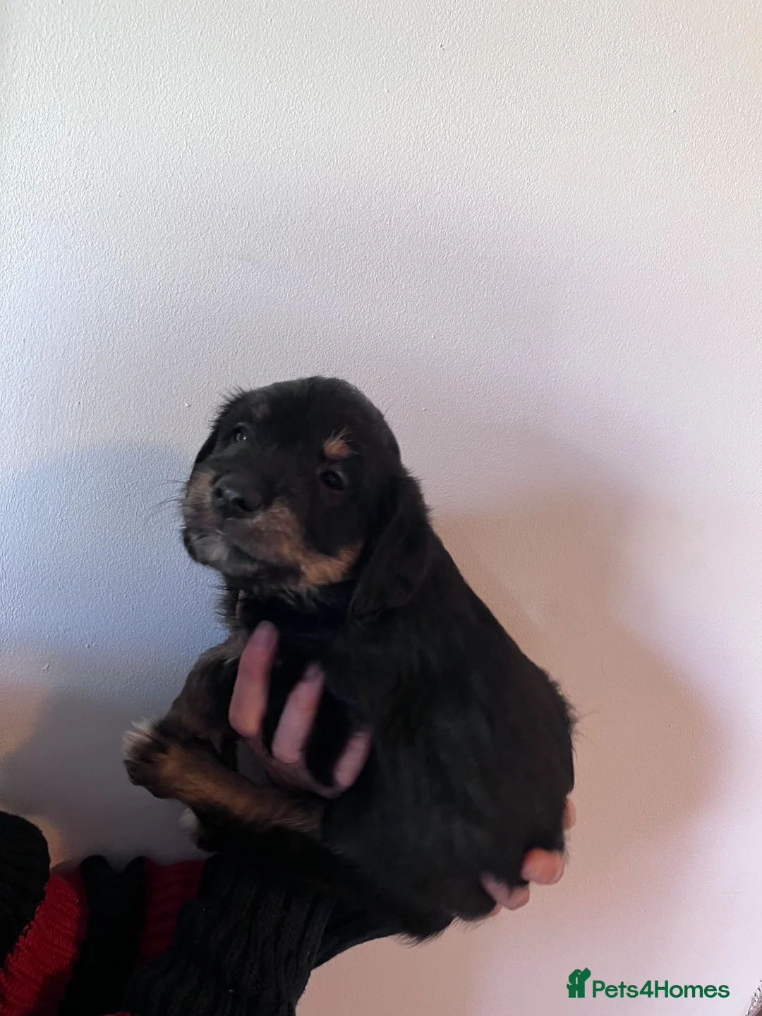 Mixed Breed dogs for sale: Delightful Double Doodles  in Crewe - Advert 2
