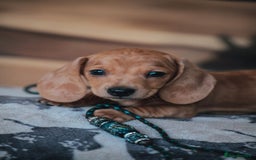 Miniature Dachshund dogs for sale: 5 STAR LICENSED - CEZARBLUE SMOOTH KC MINIATURES  - Image 4