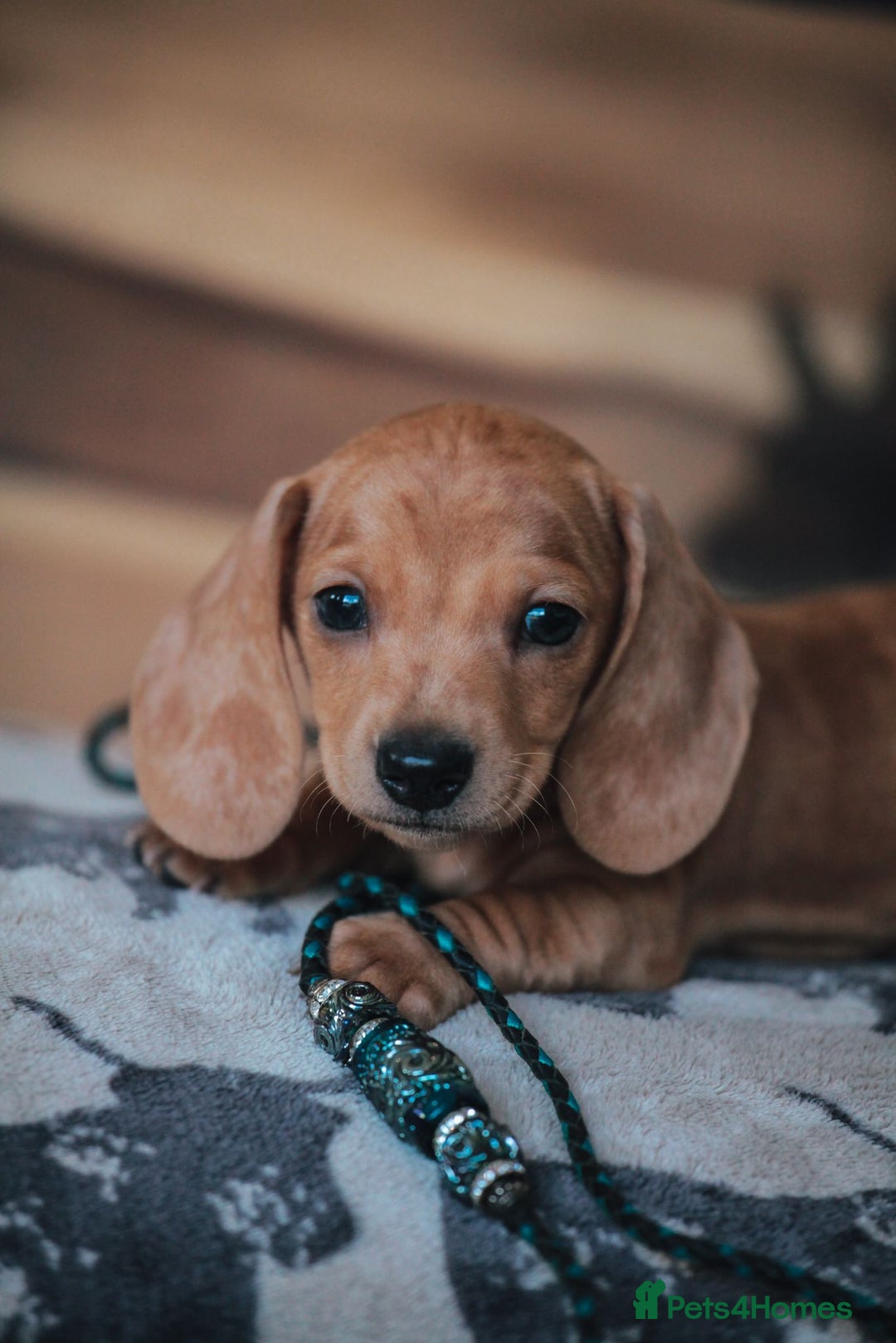 Miniature Dachshund dogs for sale: 5 STAR LICENSED - CEZARBLUE SMOOTH KC MINIATURES  - Image 4