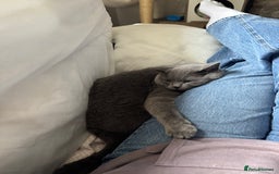 British Shorthair cats for sale: British Shorthair Male — experience needed! - Advert 23