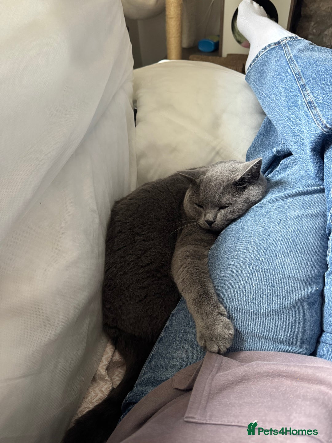 British Shorthair cats for sale: British Shorthair Male — experience needed! - Advert 23