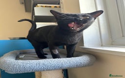 Bombay cats for sale: Affectionate beautiful GCCF reg Bombay femaie - Image 8