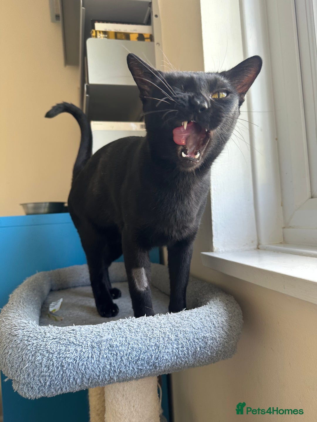 Bombay cats for sale: Affectionate beautiful GCCF reg Bombay femaie - Image 8