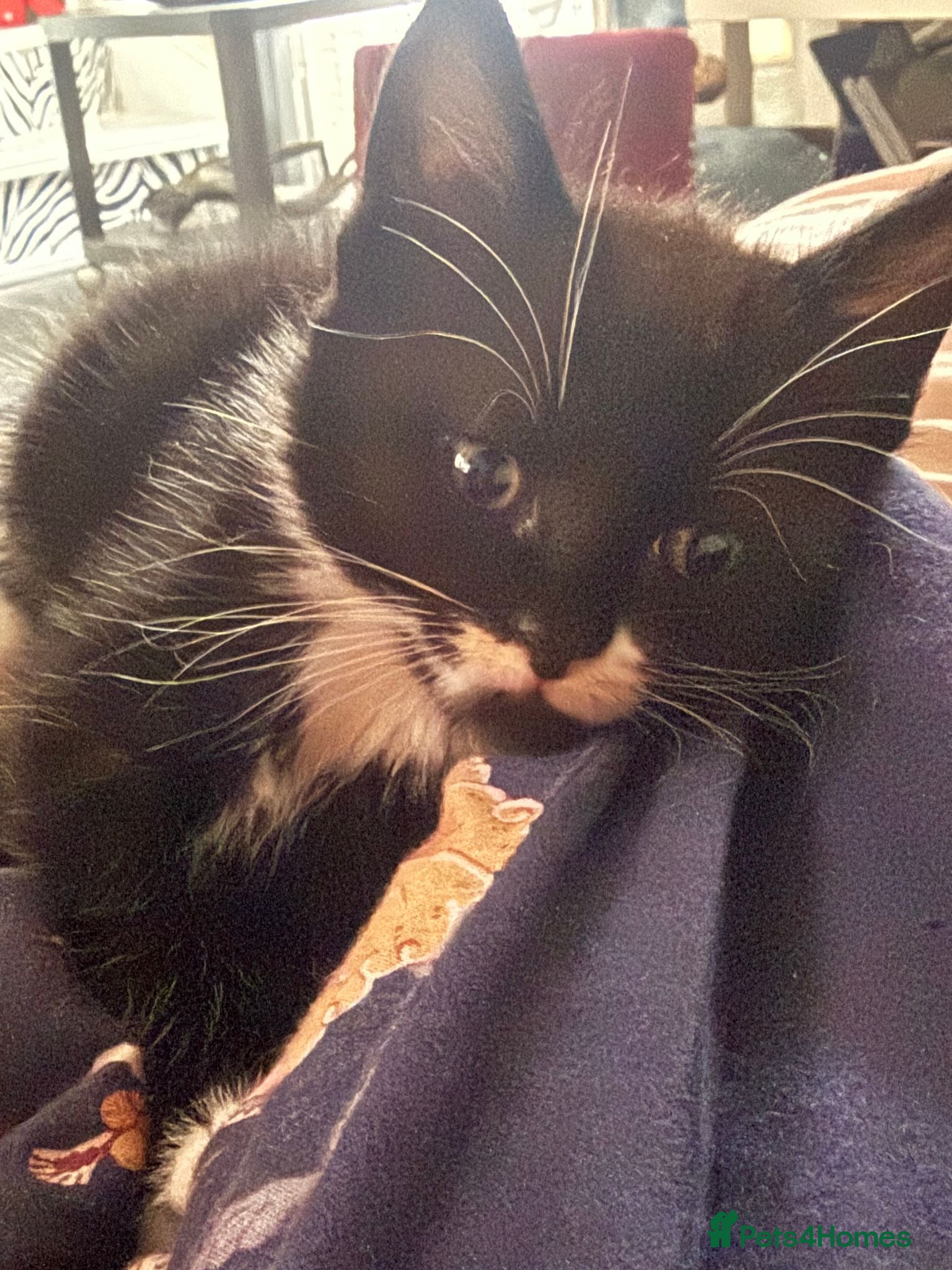 Mixed Breed cats Tuxedo Kitten looking 4 a home - Advert 1