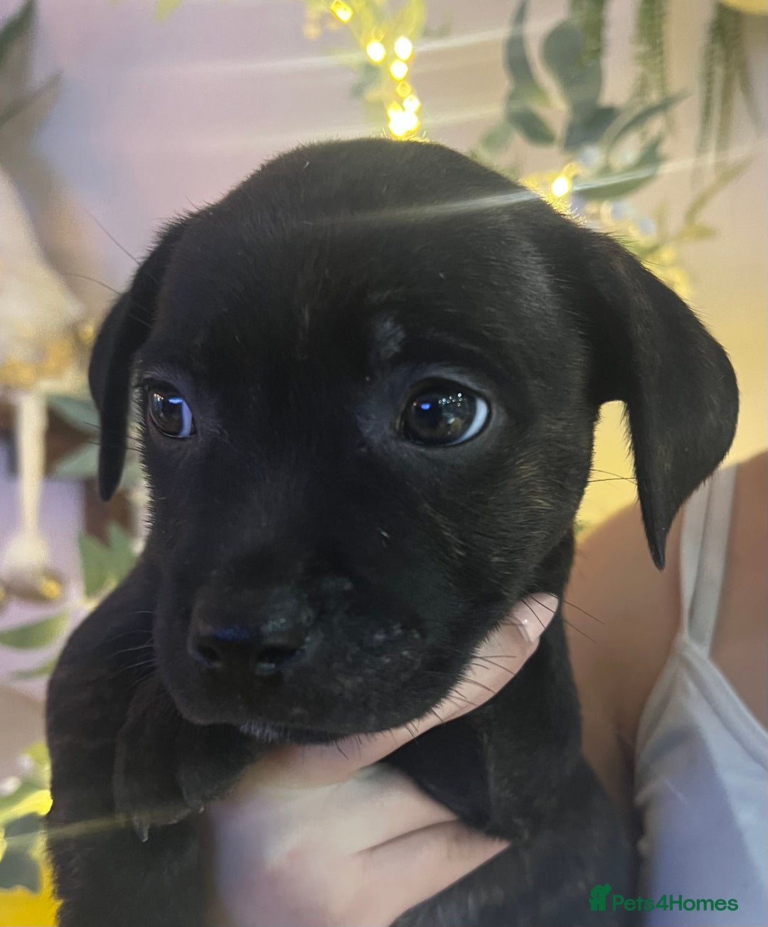 Staffordshire Bull Terrier dogs for sale: Brindle Stafford puppies 🐾🧡🖤 - Advert 6