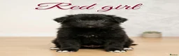German Shepherd dogs for sale: 8 chunky long haired German shepherds puppies - Advert 16