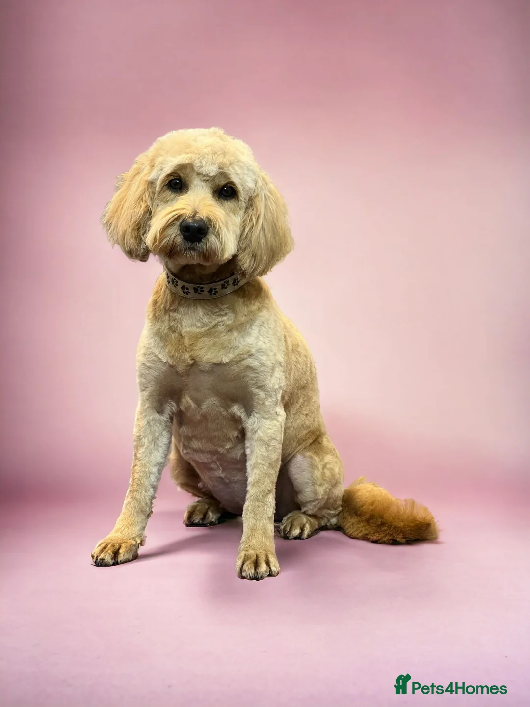 Mini Goldendoodle dogs for sale: Magical F1b Goldendoodles - Advert 2