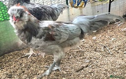 Chickens poultry for sale: Blue & red tailed bearded British Araucana - Image 11