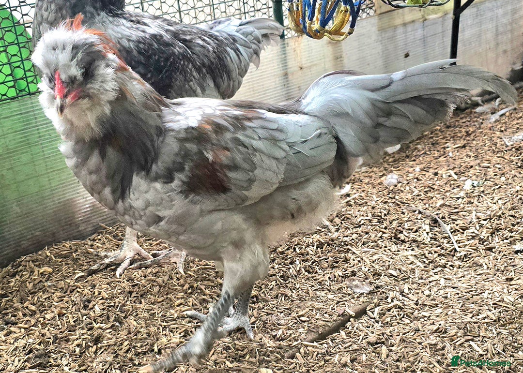 Chickens poultry for sale: Blue & red tailed bearded British Araucana - Image 11