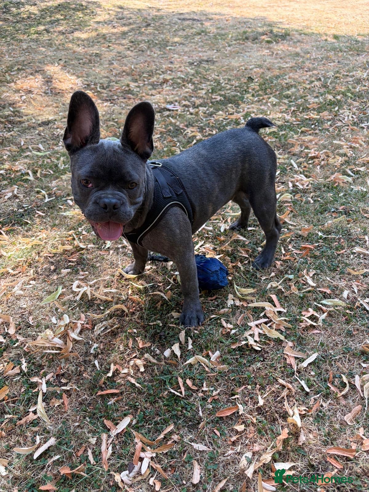 French Bulldog dogs French Bulldog Puppy Looking for a Loving Home - Advert 2
