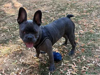 French Bulldog dogs French Bulldog Puppy Looking for a Loving Home - Advert 1