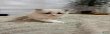 Ragdoll Kitten 5