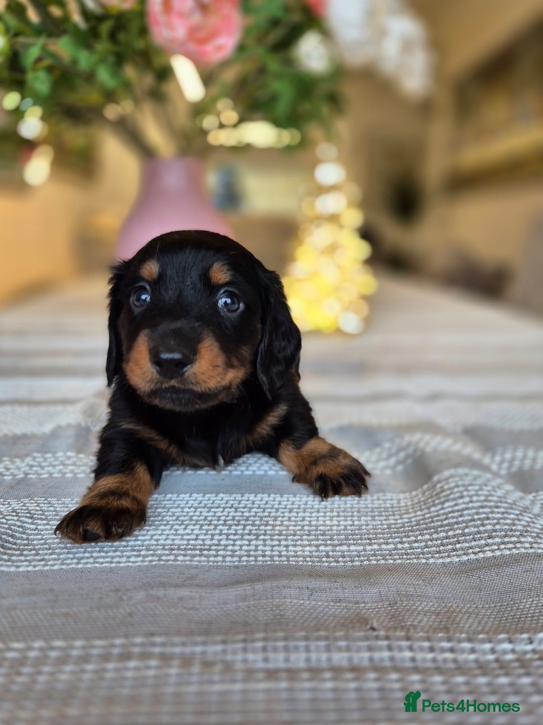 Dachshund dogs for sale: 💙Miniature Dachshund puppies! First litter!🩷  - Advert 35