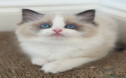 Ragdoll cats for sale: Champion Bloodline Seal Bicolour Ragdoll Girl - Image 2
