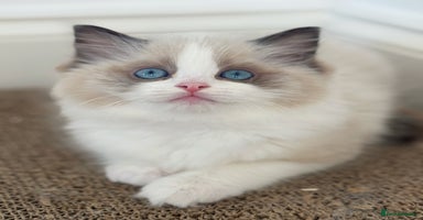 Ragdoll cats - Advert 14