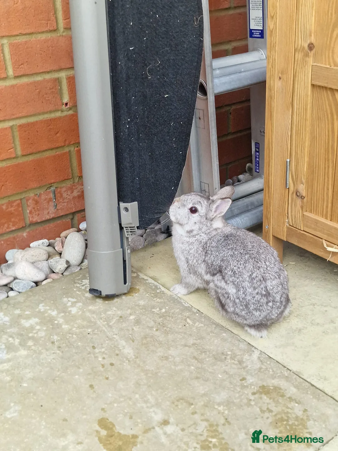 Netherland Dwarf rabbits for sale: 2 female Netherlands dwarf rabbits with hutch - Advert 19