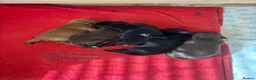 Sprocker dogs for sale: Beautiful littler of sprocker puppies  in Derby - Advert 15