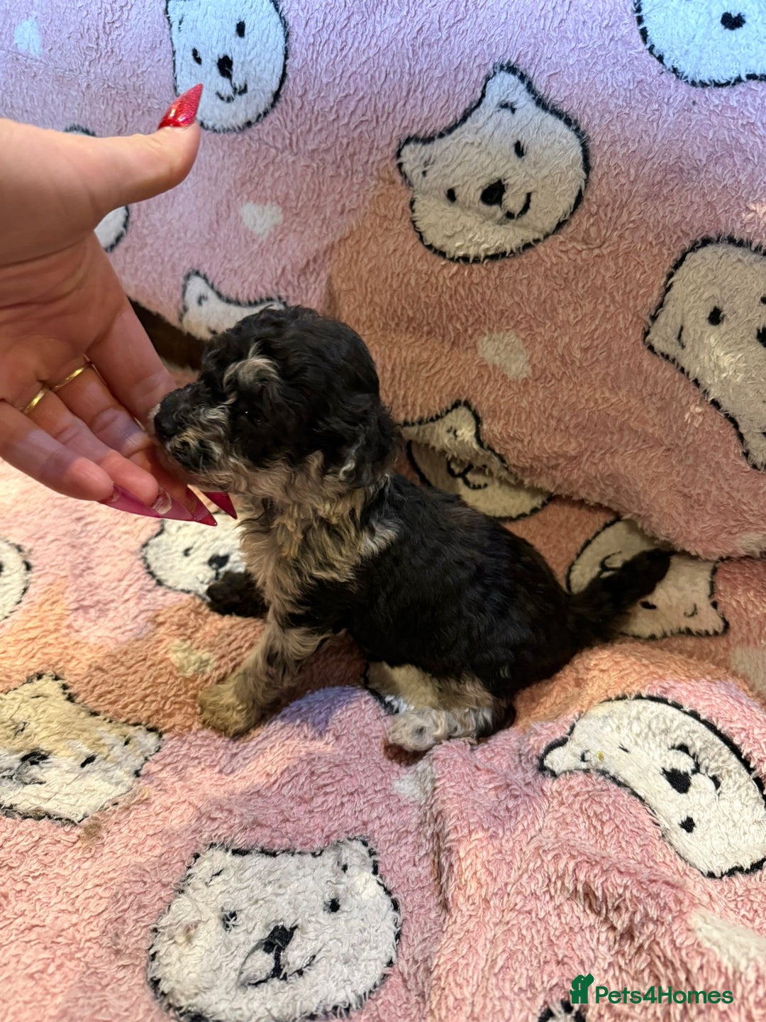 Toy Poodle dogs for sale: Exquisite Toy Poodle pups - Health tested parents - Image 27