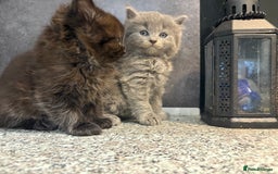 Mixed Breed cats for sale: Ragdoll cross British long hair kittens  - Image 12