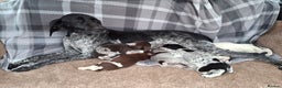 German Shorthaired Pointer dogs for sale: Beautiful GSP puppies. - Advert 1